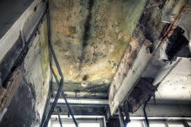 Why You Should Choose Our Mold Remediation Services in St James, NY